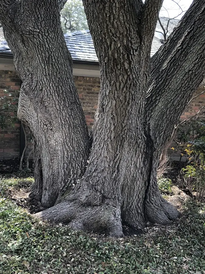 Mature heritage tree close to a Glencoe property cared for by certified arborists